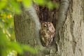 Tawny Owl sitting in a nesting hole in a tree Strix aluco. Royalty Free Stock Photo