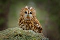 Tawny owl sitting on the stone n forest. Clear green background. Beautiful animal in the nature. Bird in the Sweden forest.