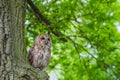 Tawny owl. Royalty Free Stock Photo