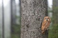 Tawny owl is sitting on a tree branch in the forest Royalty Free Stock Photo