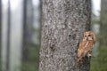 Tawny owl is sitting on a tree branch in light snowing Royalty Free Stock Photo