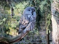 Tawny Owl sleeping on a branch, Strix aluco