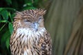 Tawny Owl sleeping face Royalty Free Stock Photo