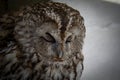 Tawny owl sleeping on snow