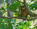 A Tawny Owl Sleeping