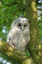 Tawny owl