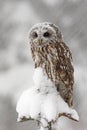 Tawny Owl snow covered in snowfall during winter