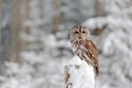 Tawny Owl snow covered in snowfall during winter, snowy forest in background, nature habitat. Wildlife scene from Slovakia. Cold w Royalty Free Stock Photo