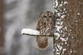 Tawny Owl snow covered in snowfall during winter, tree trunk with snow. Winter scene from forest. Cold season with owl. Wildlife