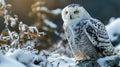 Tawny Owl snow