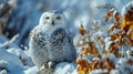 Tawny Owl snow