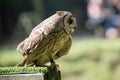 Tawny Owl Strix aluco