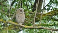 Tawny Owl Strix aluco Royalty Free Stock Photo