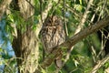 Tawny Owl Strix aluco Royalty Free Stock Photo