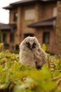 Tawny Owl Strix aluco Chick or Owlet sleeping on a garden spade handle. Selective focus