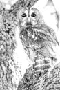 Tawny owl Strix aluco close-up portrait over a tree in the for Royalty Free Stock Photo