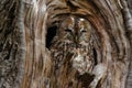 Tawny owl Strix aluco