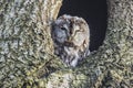 Tawny owl (Strix aluco) Royalty Free Stock Photo