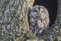 Tawny owl (Strix aluco) Royalty Free Stock Photo