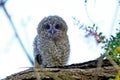 Tawny owl Strix aluco juvenile