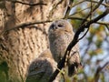 Tawny owl Strix aluco juvenile