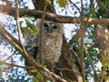 Tawny owl Strix aluco juvenile