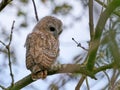Tawny owl (Strix aluco) juvenile