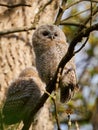 Tawny owl (Strix aluco) juvenile