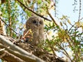 Tawny owl (Strix aluco) juvenile