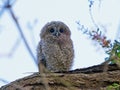 Tawny owl (Strix aluco) juvenile