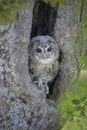 Tawny Owl - Strix aluco - juvenile just out from the nest