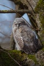 Tawny Owl - Strix aluco - juvenile
