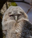 Tawny Owl - Strix aluco - juvenile