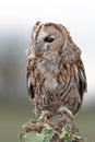 Tawny Owl (Strix Aluco)