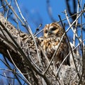 The tawny owl, Strix aluco perched on a twig