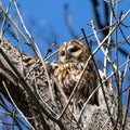 The tawny owl, Strix aluco perched on a twig