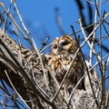 The tawny owl, Strix aluco perched on a twig