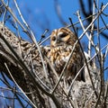 The tawny owl, Strix aluco perched on a twig