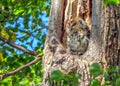 Tawny Owl - Strix aluco at roost.