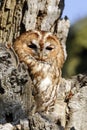 Tawny owl, Strix aluco Royalty Free Stock Photo