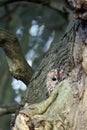 Tawny owl, Strix aluco Royalty Free Stock Photo