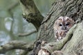 Tawny owl, Strix aluco Royalty Free Stock Photo