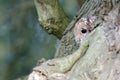Tawny owl, Strix aluco Royalty Free Stock Photo