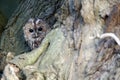 Tawny owl, Strix aluco Royalty Free Stock Photo