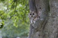 Tawny owl, Strix aluco Royalty Free Stock Photo