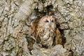 Tawny Owl strix aluco in an old oak tree