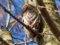 Tawny Owl Strix Aluco