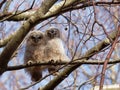 Tawny Owl Strix Aluco