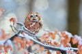 Tawny Owl Strix aluco during winter in forest. Bird of prey sitting on a snowy oak tree. Wildlife scene from Germany Royalty Free Stock Photo