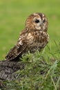 Tawny owl surveying its soundings in Hampshire setting Royalty Free Stock Photo